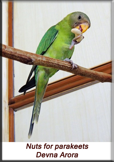 Devna Arora - Feeding parakeets in captivity